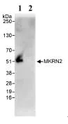 Immunoprecipitation - Anti-MKRN2 antibody (AB72055)
