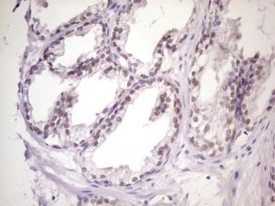 Immunohistochemistry (Formalin/PFA-fixed paraffin-embedded sections) - Anti-MKX antibody [OTI6A12] (AB236400)