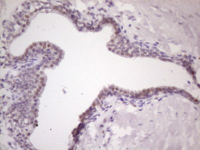Immunohistochemistry (Formalin/PFA-fixed paraffin-embedded sections) - Anti-MKX antibody [OTI6A12] (AB236400)