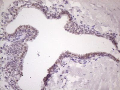 Immunohistochemistry (Formalin/PFA-fixed paraffin-embedded sections) - Anti-MKX antibody [OTI6A12] (AB236400)