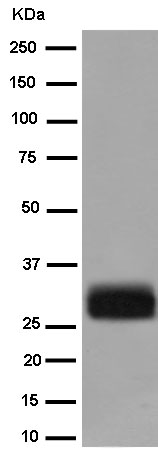 Western blot - Anti-MLC1 antibody [EPR10942(2)] - BSA and Azide free (AB250888)
