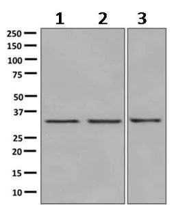 Western blot - Anti-MLD antibody [EPR9681] - BSA and Azide free (AB249411)