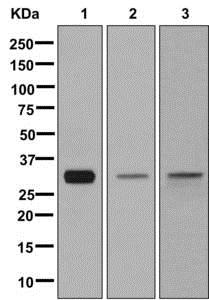 Western blot - Anti-MLF2 antibody [EPR10245(2)] - BSA and Azide free (AB250186), expandable thumbnail