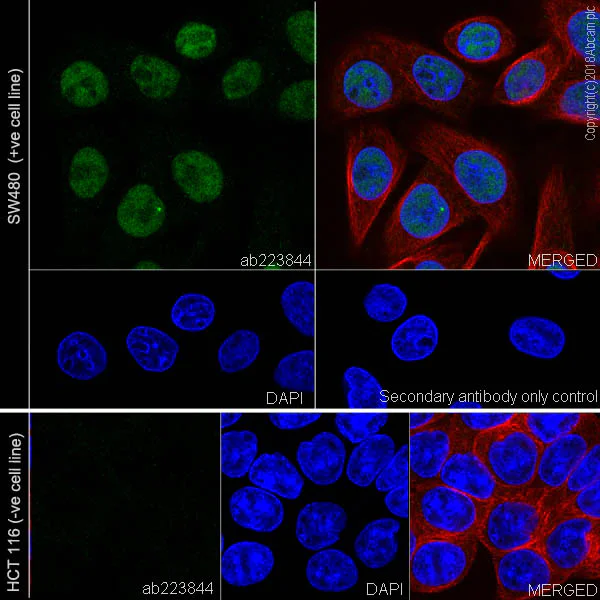 Immunocytochemistry/ Immunofluorescence - Anti-MLH1 antibody [EPR20522] (AB223844)
