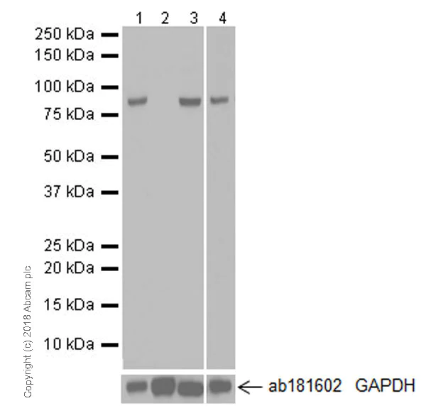 Western blot - Anti-MLH1 antibody [EPR20522] (AB223844)