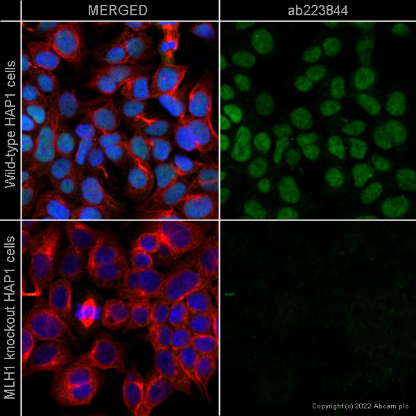 Immunocytochemistry/ Immunofluorescence - Anti-MLH1 antibody [EPR20522] - BSA and Azide free (ab251576), expandable thumbnail