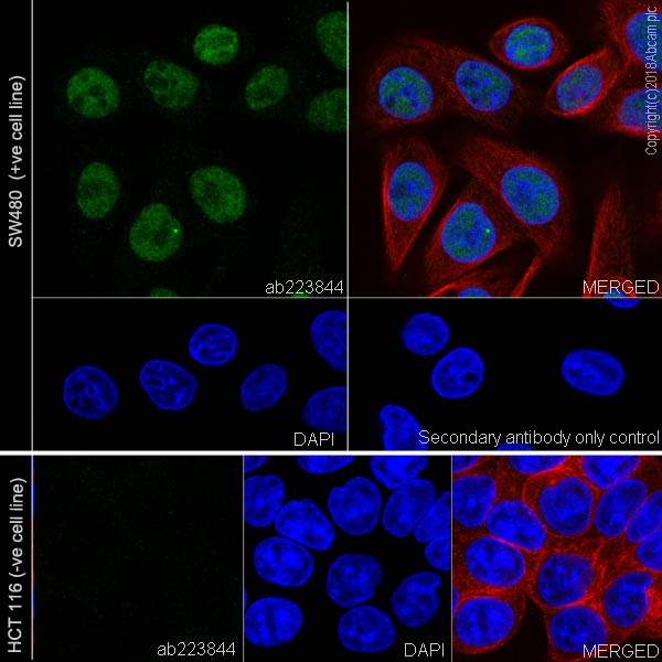 Immunocytochemistry/ Immunofluorescence - Anti-MLH1 antibody [EPR20522] - BSA and Azide free (ab251576), expandable thumbnail