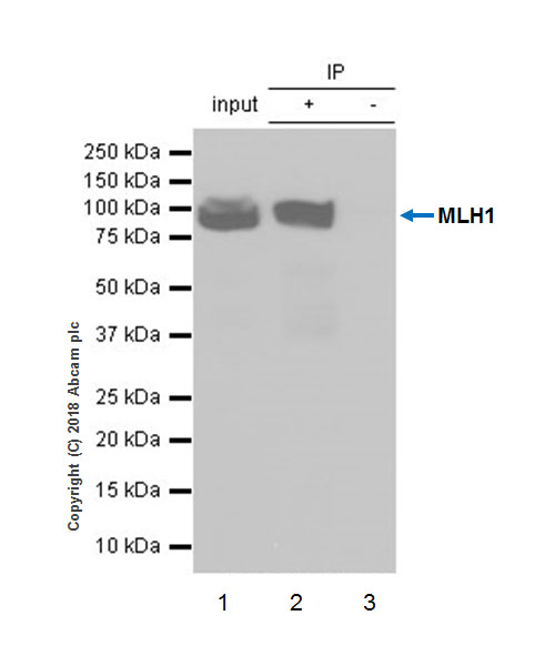 Immunoprecipitation - Anti-MLH1 antibody [EPR20522] - BSA and Azide free (ab251576), expandable thumbnail