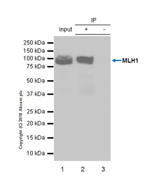 Immunoprecipitation - Anti-MLH1 antibody [EPR20522] - BSA and Azide free (AB251576)