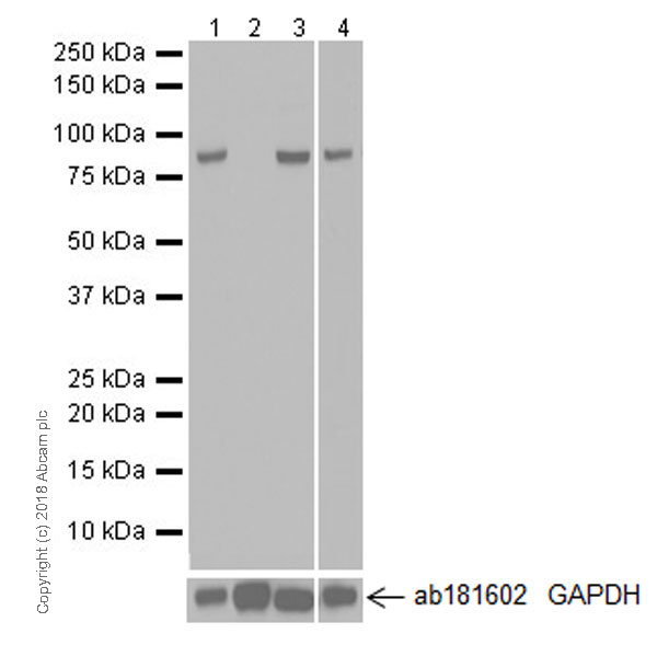 Western blot - Anti-MLH1 antibody [EPR20522] - BSA and Azide free (AB251576), expandable thumbnail