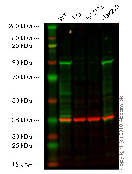 Western blot - Anti-MLH1 antibody [EPR20522] - BSA and Azide free (AB251576), expandable thumbnail