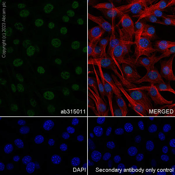 Immunocytochemistry/ Immunofluorescence - Anti-MLH1 antibody [EPR26314-1] - BSA and Azide free (AB315012)