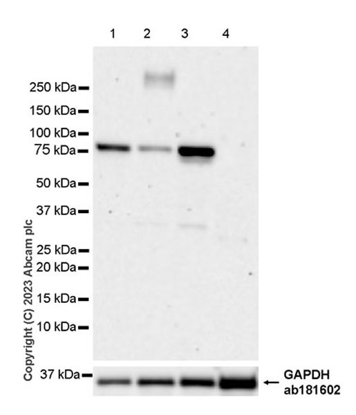 Western blot - Anti-MLH1 antibody [EPR26314-1] - BSA and Azide free (AB315012), expandable thumbnail
