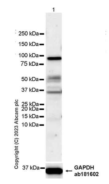 Western blot - Anti-MLH1 antibody [EPR26314-1] - BSA and Azide free (AB315012)