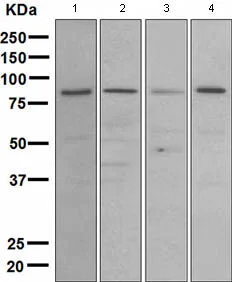 Western blot - Anti-MLH1 antibody [EPR3893] (AB108622)