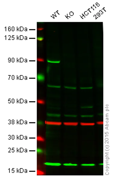 Western blot - Anti-MLH1 antibody [EPR3893] (AB108622)