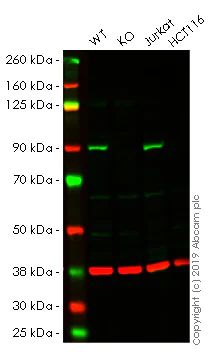 Western blot - Anti-MLH1 antibody [EPR3893] - BSA and Azide free (AB247703)