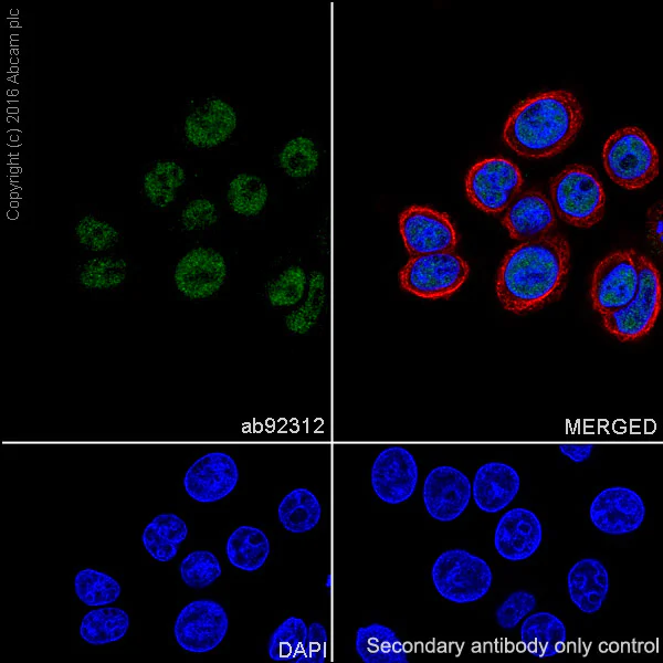 Immunocytochemistry/ Immunofluorescence - Anti-MLH1 antibody [EPR3894] (AB92312)