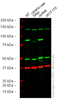 Western blot - Anti-MLH1 antibody [EPR3894] (AB92312)