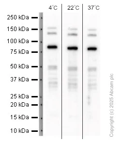 Western blot - Anti-MLH1 antibody [EPR3894] (AB92312)