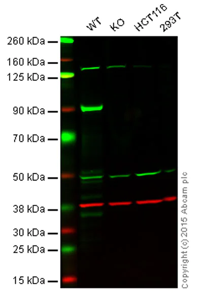 Western blot - Anti-MLH1 antibody [EPR3894] (AB92312)