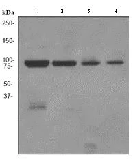 Western blot - Anti-MLH1 antibody [EPR3894] (AB92312)