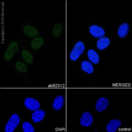 Immunocytochemistry/ Immunofluorescence - Anti-MLH1 antibody [EPR3894] - BSA and Azide free (AB214441)