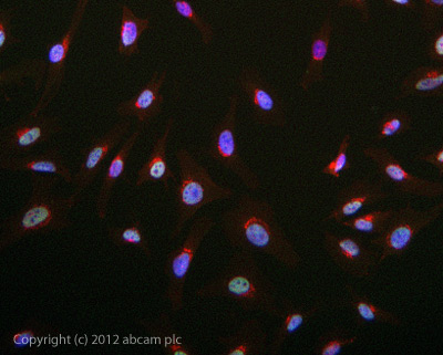 Immunocytochemistry - Anti-MLH1 antibody [G168-15] (AB14206), expandable thumbnail