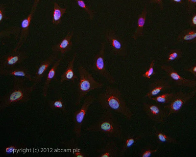 Immunocytochemistry - Anti-MLH1 antibody [G168-15] (AB14206)