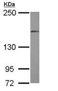 Western blot - Anti-MLH3 antibody (AB111942)