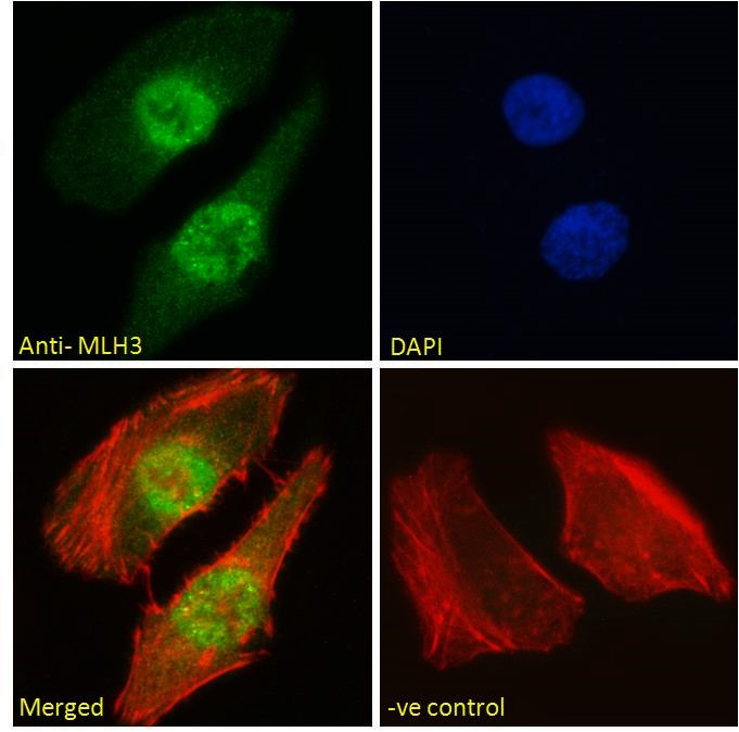 Immunocytochemistry/ Immunofluorescence - Anti-MLH3 antibody (AB4834)