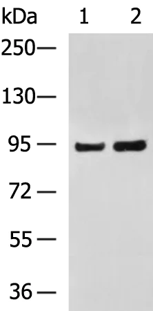 Western blot - Anti-MLK3 antibody - C-terminal (AB198844)