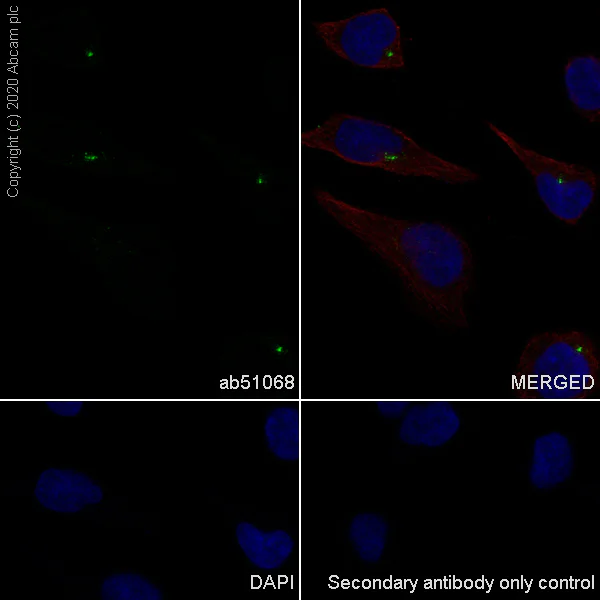 Immunocytochemistry/ Immunofluorescence - Anti-MLK3 antibody [EP1460Y] (AB51068)
