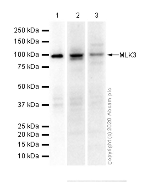 Western blot - Anti-MLK3 antibody [EP1460Y] (AB51068), expandable thumbnail