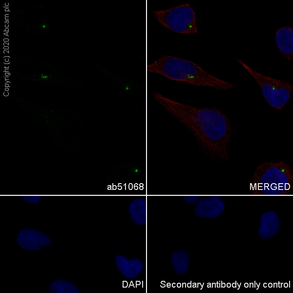 Immunocytochemistry/ Immunofluorescence - Anti-MLK3 antibody [EP1460Y] - BSA and Azide free (AB239840)