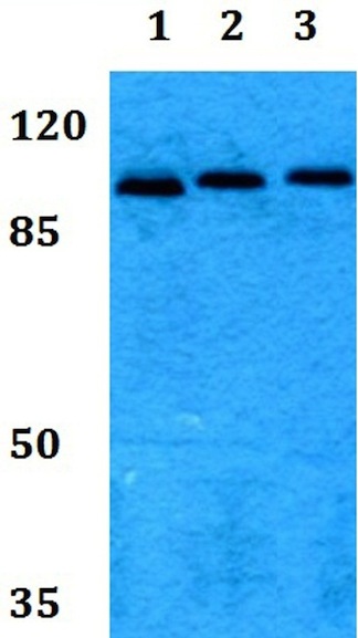 Western blot - Anti-MLK3 (phospho T277 + S281) antibody (AB191530), expandable thumbnail