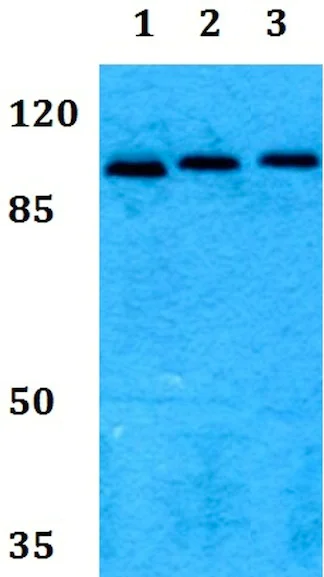 Western blot - Anti-MLK3 (phospho T277 + S281) antibody (AB191530)