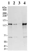 Western blot - Anti-MLK4 antibody (AB93798)
