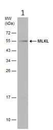 Western blot - Anti-MLKL antibody (AB183770)