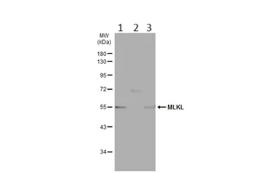 Western blot - Anti-MLKL antibody (AB183770)