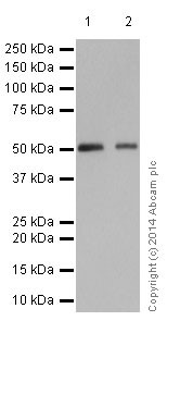 Western blot - Anti-MLKL antibody [EPR17514] (ab184718), expandable thumbnail