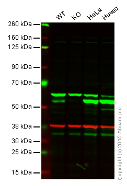 Western blot - Anti-MLKL antibody [EPR17514] (AB184718), expandable thumbnail