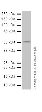 Western blot - Anti-MLKL antibody [EPR17514] (ab184718), expandable thumbnail