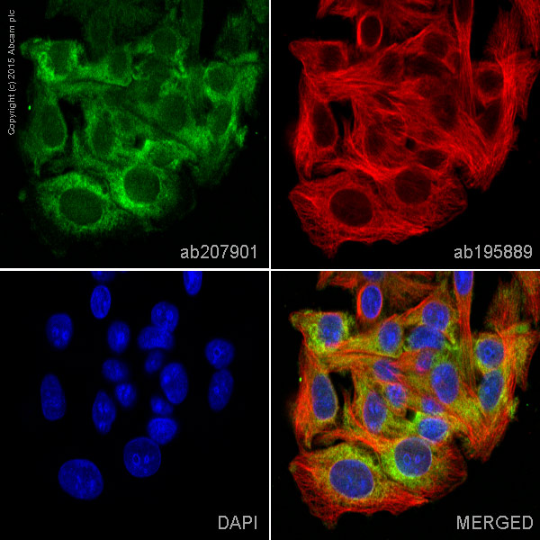Immunocytochemistry/ Immunofluorescence - Anti-MLKL antibody [EPR17514] - BSA and Azide free (AB211045), expandable thumbnail