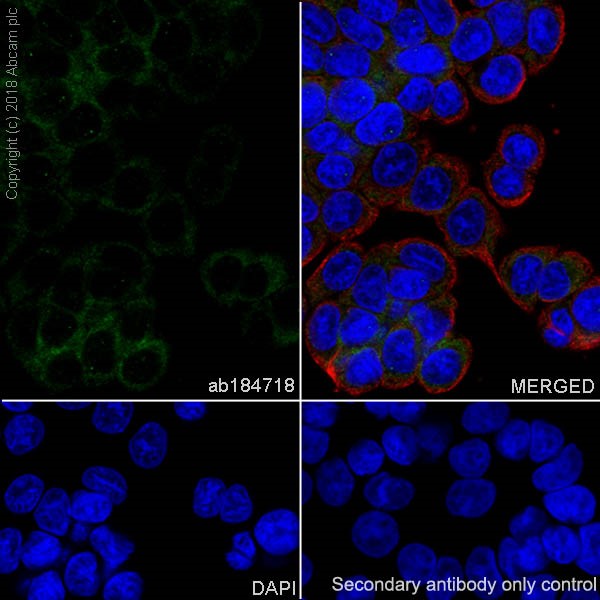 Immunocytochemistry/ Immunofluorescence - Anti-MLKL antibody [EPR17514] - BSA and Azide free (AB211045), expandable thumbnail