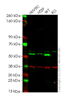 Western blot - Anti-MLKL antibody [EPR17514] - BSA and Azide free (AB211045), expandable thumbnail