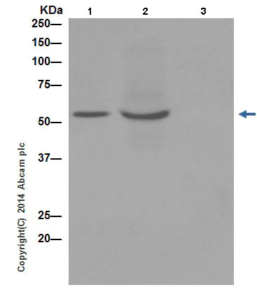 Immunoprecipitation - Anti-MLKL (phospho S345) antibody [EPR9515(2)] (AB196436)