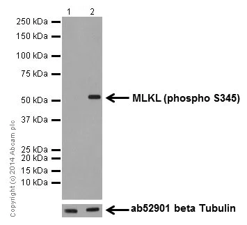 Western blot - Anti-MLKL (phospho S345) antibody [EPR9515(2)] (AB196436)