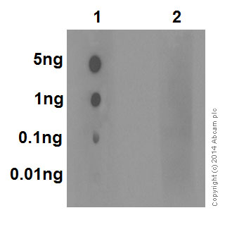 Dot Blot - Anti-MLKL (phospho S345) antibody [EPR9515(2)] - BSA and Azide free (AB208910), expandable thumbnail
