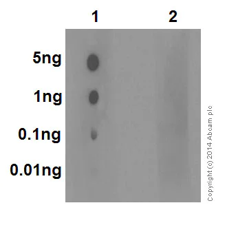 Dot Blot - Anti-MLKL (phospho S345) antibody [EPR9515(2)] - BSA and Azide free (AB208910)